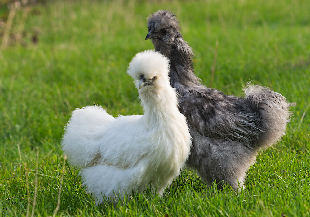 A Pair of fluffy chickens known as Silkies