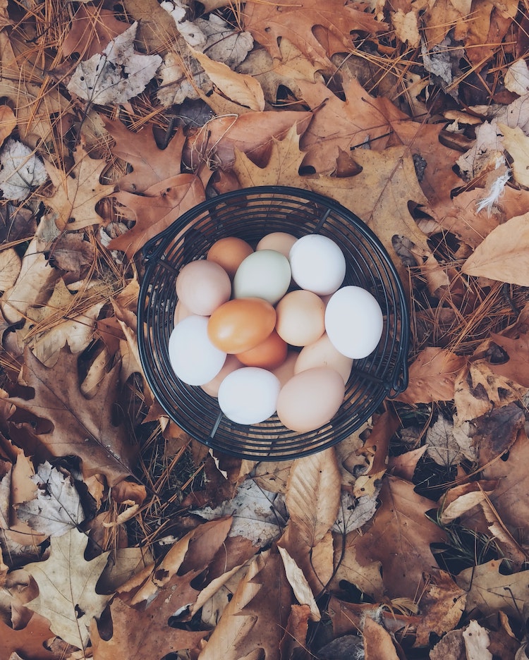 chicken eggs