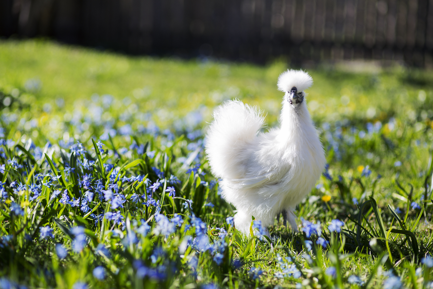 Silkie Chicken